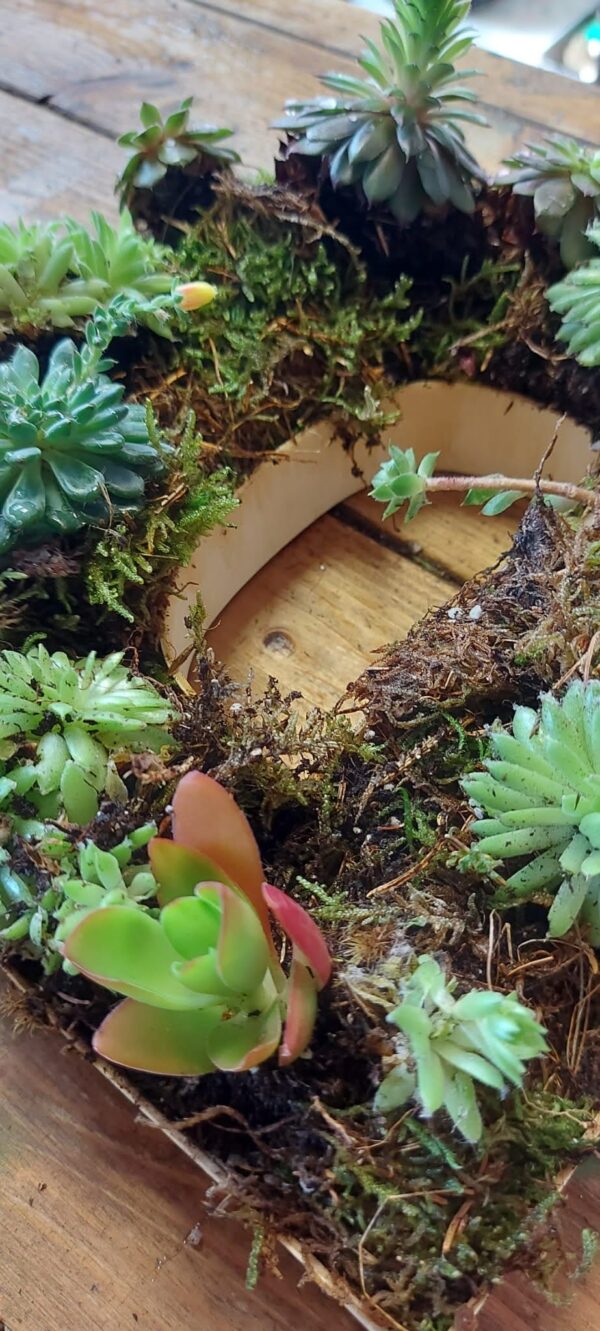 Biodegradable tribute letters with succulents and moss planted in wooden letter frames.